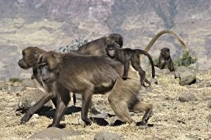 Images Dated 31st December 2004: Gelada Baboon - adult with baby on back. Simien mountains - Ethiopia - Africa