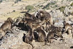 Gelada Baboon - adult male in centre with harem of females and babies