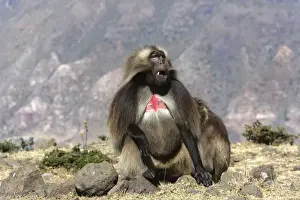 Gelada Baboon - adult. Simien mountains - Ethiopia - Africa