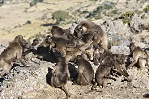 Gelada Baboon - adult. Simien mountains - Ethiopia - Africa