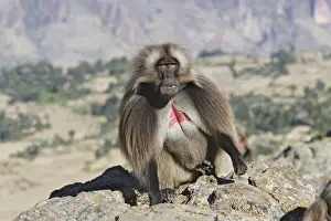 Gelada Baboon - adult. Simien mountains - Ethiopia - Africa
