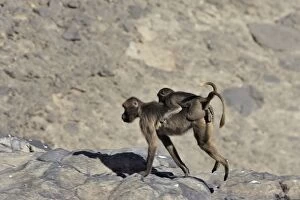 Images Dated 31st December 2004: Gelada Baboon - adult with young on back. Simien mountains - Ethiopia - Africa