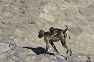 Gelada Baboon - adult with young on back. Simien mountains - Ethiopia - Africa