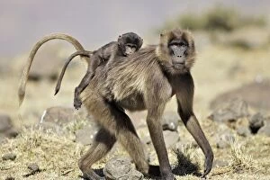 Images Dated 31st December 2004: Gelada Baboon - adult with young on back. Simien mountains - Ethiopia - Africa
