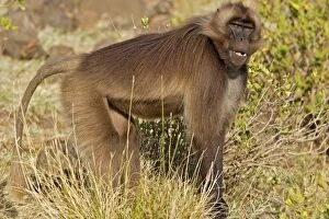 Gelada Baboon - female