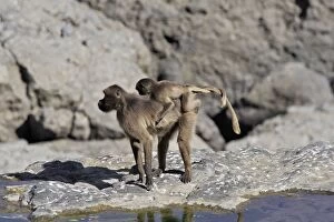Gelada Baboon - female with young on back, with tails entwined to help young hold on