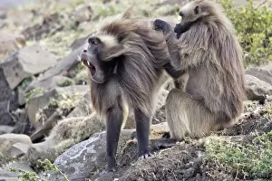 Gelada Baboon - two grooming. Simien mountains - Ethiopia - Africa