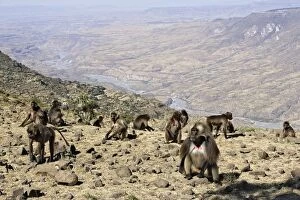 Gelada Baboon - group of females on rocks with male in foreground