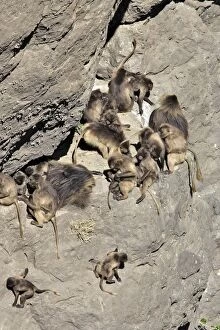 Gelada Baboon - group of males & females