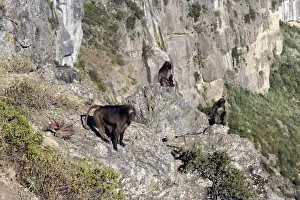 Gelada Baboon - group on rocks. Simien mountains - Ethiopia - Africa