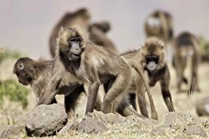 Images Dated 31st December 2004: Gelada Baboon - group. Simien mountains - Ethiopia - Africa