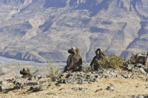 Images Dated 31st December 2004: Gelada Baboon - group. Simien mountains - Ethiopia - Africa
