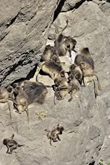 Gelada Baboon - group. Simien mountains - Ethiopia - Africa