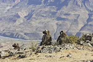 Gelada Baboon - group. Simien mountains - Ethiopia - Africa