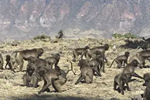 Gelada Baboon - group. Simien mountains - Ethiopia - Africa