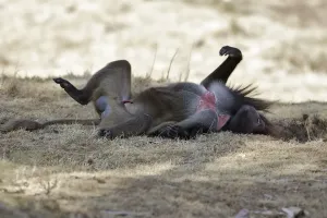 Genitalia Prints: Gelada Baboon - lying on back. Simien mountains - Ethiopia - Africa