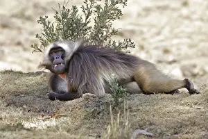 Gelada Baboon - lying on ground. Simien mountains - Ethiopia - Africa