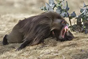 Nervous Prints: Gelada Baboon - lying on ground yawning. Simien mountains - Ethiopia - Africa