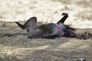 Gelada Baboon - lying on back - male