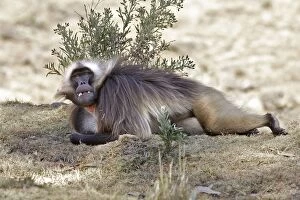 Gelada Baboon - male lying on ground