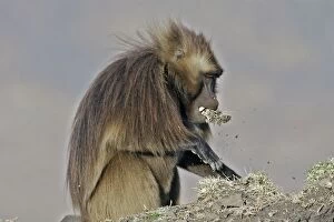 Gelada Baboon - male pulling up grass with mouth