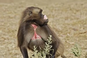 Gelada Baboon - male showing gums, lip-flip - an expression of fear