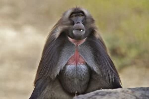 Gelada Baboon - male sitting