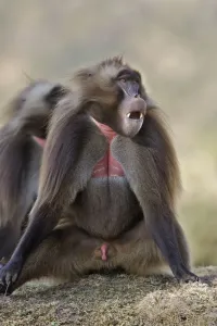 Genitalia Prints: Gelada Baboon - male sitting. Simien mountains - Ethiopia - Africa