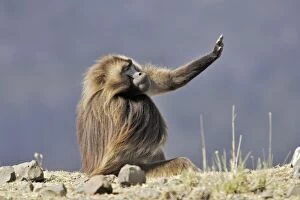 Gelada Baboon - male, stretching out arm