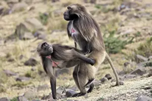 Gelada Baboon - pair mating. Simien mountains - Ethiopia - Africa