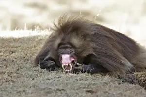 Ethiopia Prints: Gelada Baboon - showing gums & teeth. Simien mountains - Ethiopia - Africa