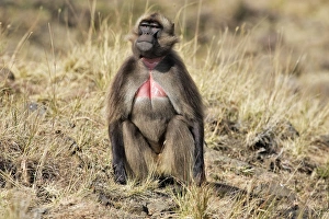 Images Dated 29th December 2004: Gelada Baboon. Simien mountains - Ethiopia - Africa
