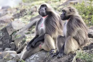 Images Dated 29th December 2004: Gelada Baboon. Simien mountains - Ethiopia - Africa