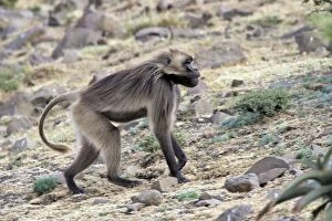 Images Dated 29th December 2004: Gelada Baboon. Simien mountains - Ethiopia - Africa