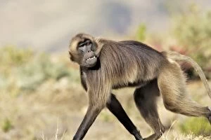 Images Dated 29th December 2004: Gelada Baboon. Simien mountains - Ethiopia - Africa