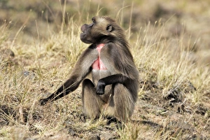 Images Dated 29th December 2004: Gelada Baboon. Simien mountains - Ethiopia - Africa