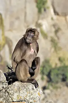 Baboons Prints: Gelada Baboon. Simien mountains - Ethiopia - Africa
