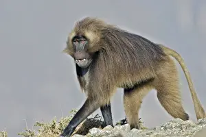 Gelada Baboon. Simien mountains - Ethiopia - Africa