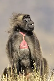 Gelada Baboon. Simien mountains - Ethiopia - Africa