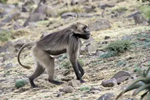 Gelada Baboon. Simien mountains - Ethiopia - Africa