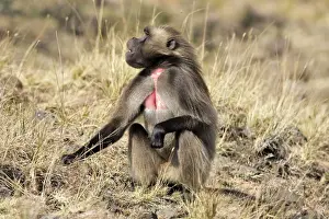 Gelada Baboon. Simien mountains - Ethiopia - Africa