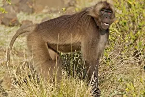 Gelada Baboon. Simien mountains - Ethiopia - Africa