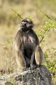 Gelada Baboon - sitting on rock. Simien mountains - Ethiopia - Africa