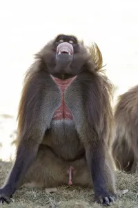 Baboons Prints: Gelada Baboon - sitting & showing gums. Simien mountains - Ethiopia - Africa