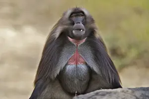 Gelada Baboon - sitting. Simien mountains - Ethiopia - Africa