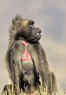Gelada Baboon - sitting. Simien mountains - Ethiopia - Africa