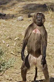 Ethiopia Prints: Gelada Baboon - standing on hind legs. Simien mountains - Ethiopia - Africa
