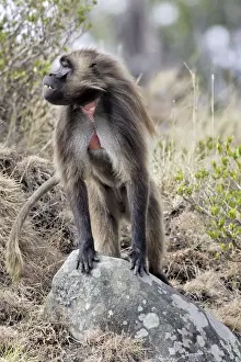 Ethiopia Prints: Gelada Baboon - standing on rock. Simien mountains - Ethiopia - Africa
