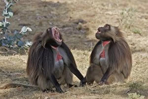 Gelada Baboon - two, males