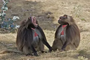 Gelada Baboon - two. Simien mountains - Ethiopia - Africa